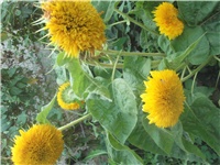 e5909e0d-Picture 007.jpg